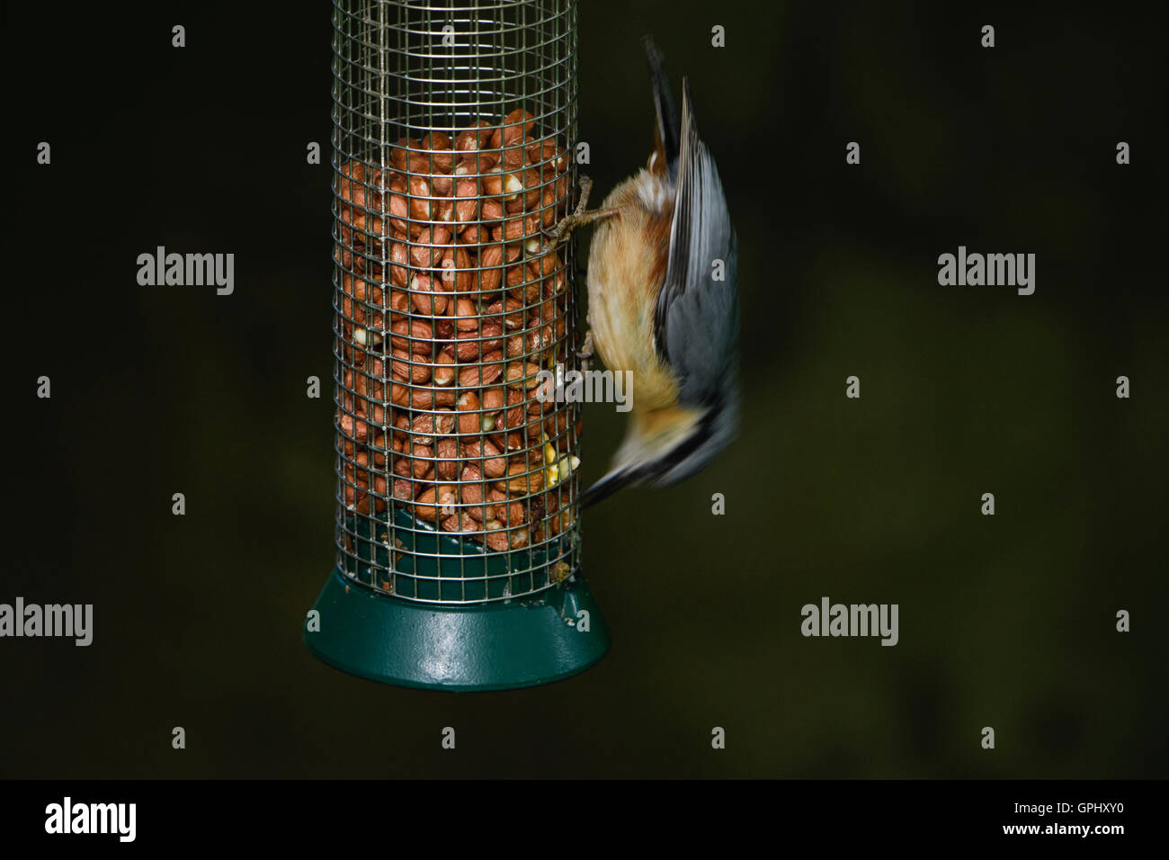 A Eurasian Nuthatch Sitta Europaea Feeding From A Bird Feeder