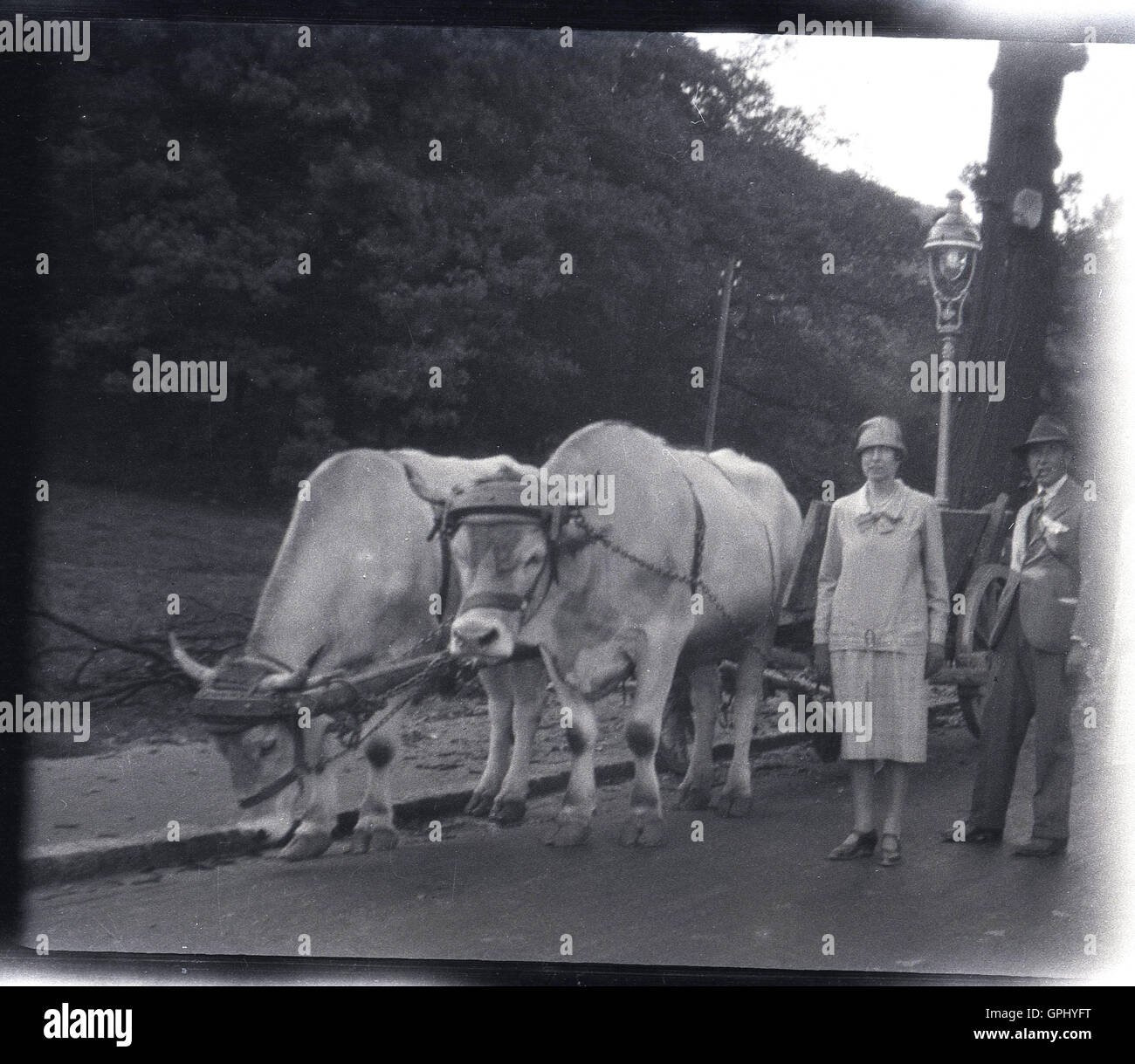 1920s cattle hi-res stock photography and images - Alamy