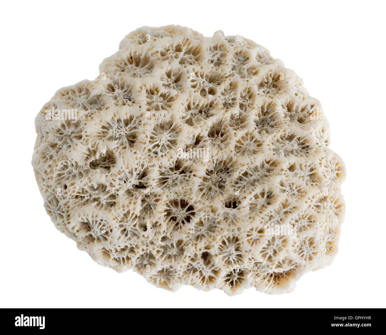 macro shot of a stony coral in white back Stock Photo