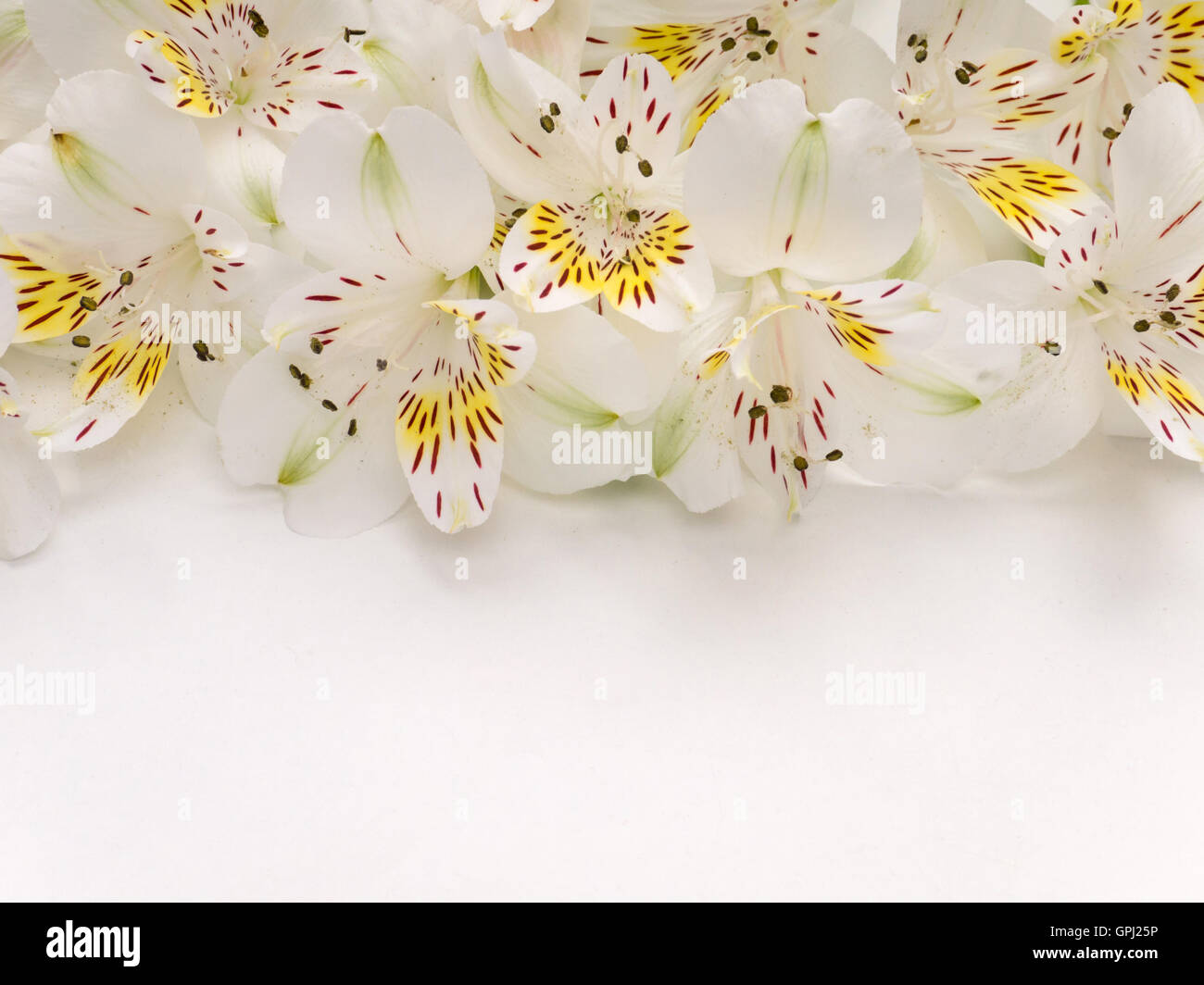 White and yellow alstroemeria flowers bouquet on the top of white background Stock Photo