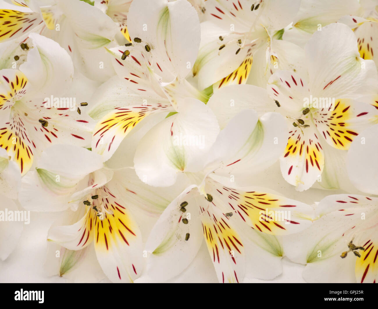 White and yellow alstroemeria flowers bouquet background Stock Photo