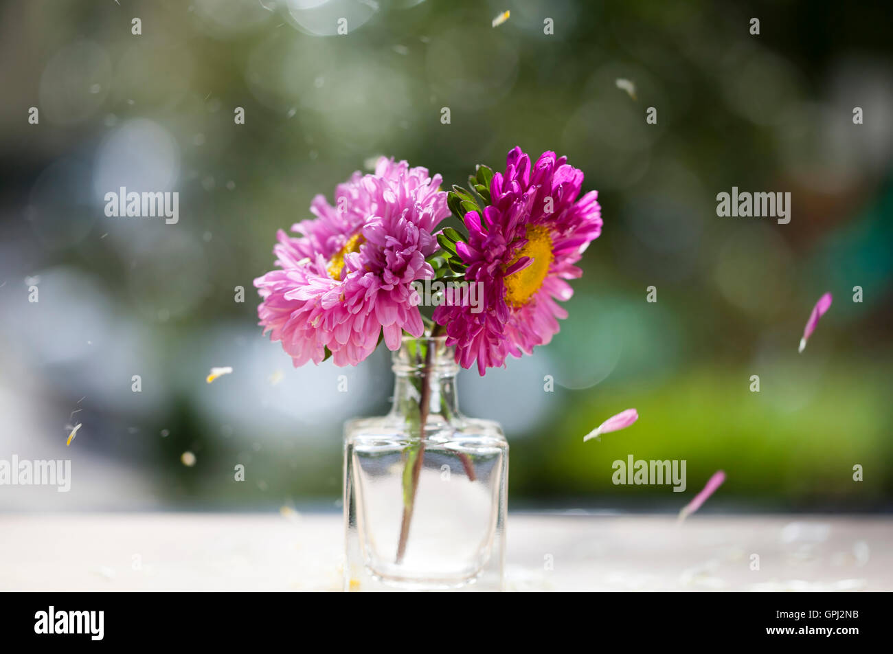 Beautiful pink aster flowers in glass pitcher under falling petals