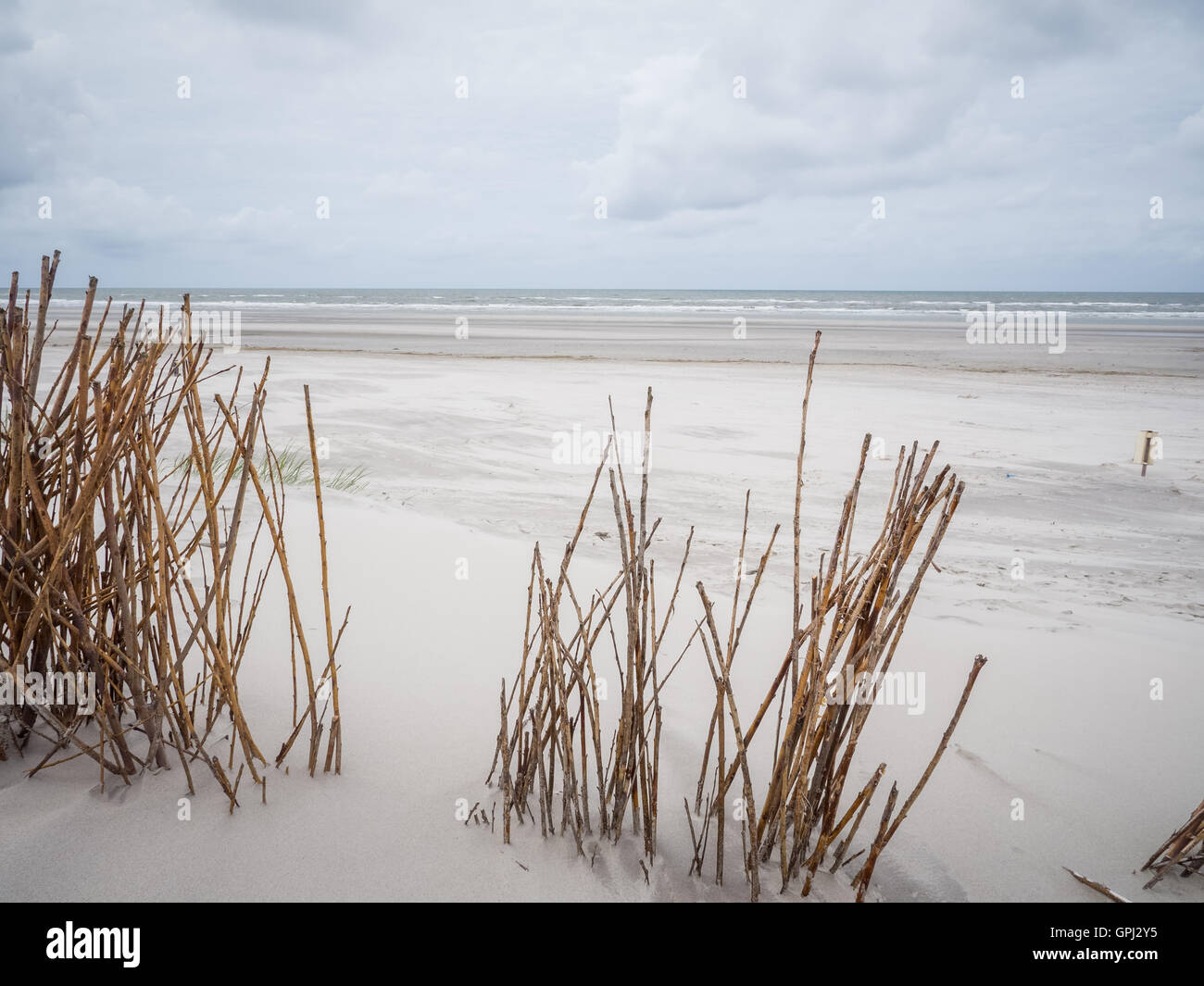 Marram grasses in dunes on Ameland Stock Photo