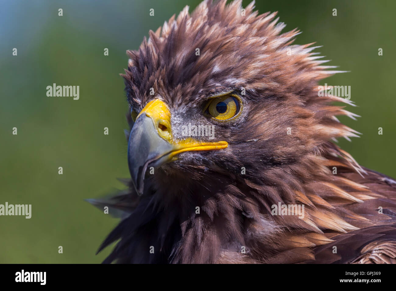A Close Up Of A Golden Eagle After The Bird Of Prey Show At