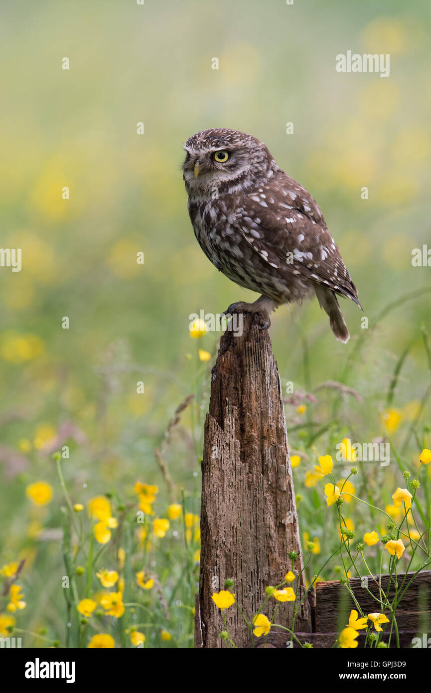 Little Owl (Athene Noctua) Stock Photo