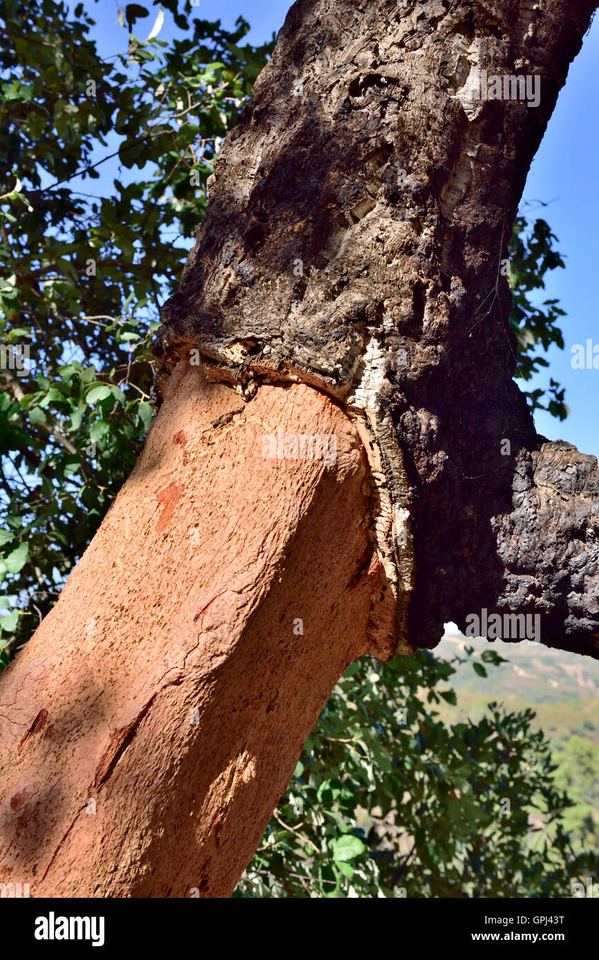 Cork oak tree (Quercus suber) growing wild in Algarve, Portugal. Close