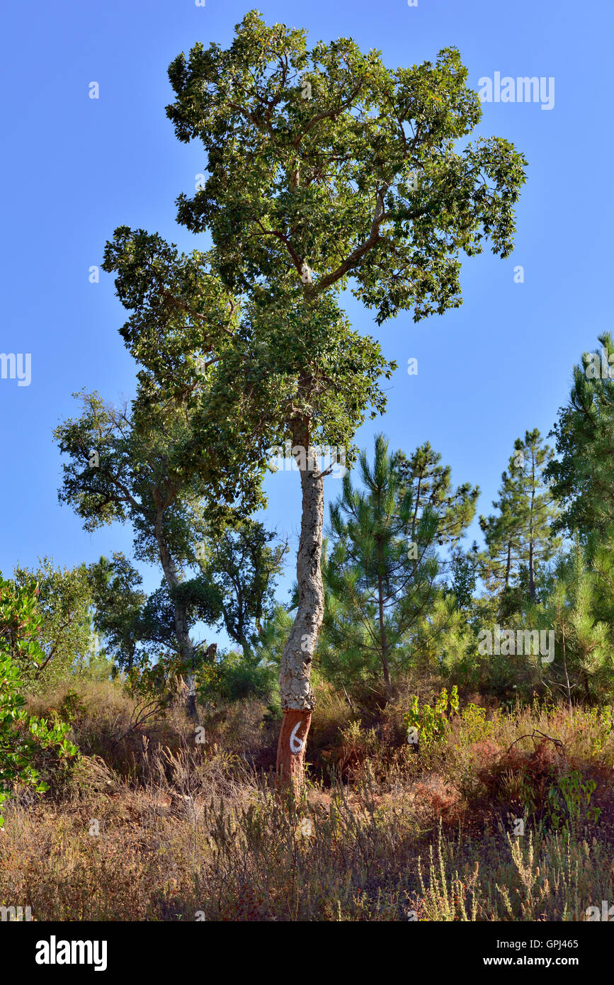 Cork oak tree (Quercus suber) growing wild in Algarve, Portugal. Tree newly harvested of cork