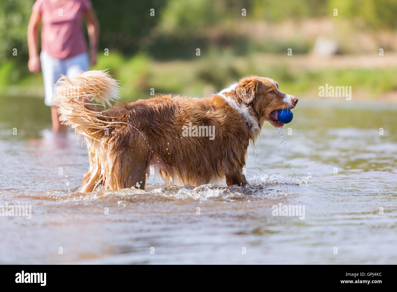 Australian Shepherd dog plays with a ball in the water Stock Photo