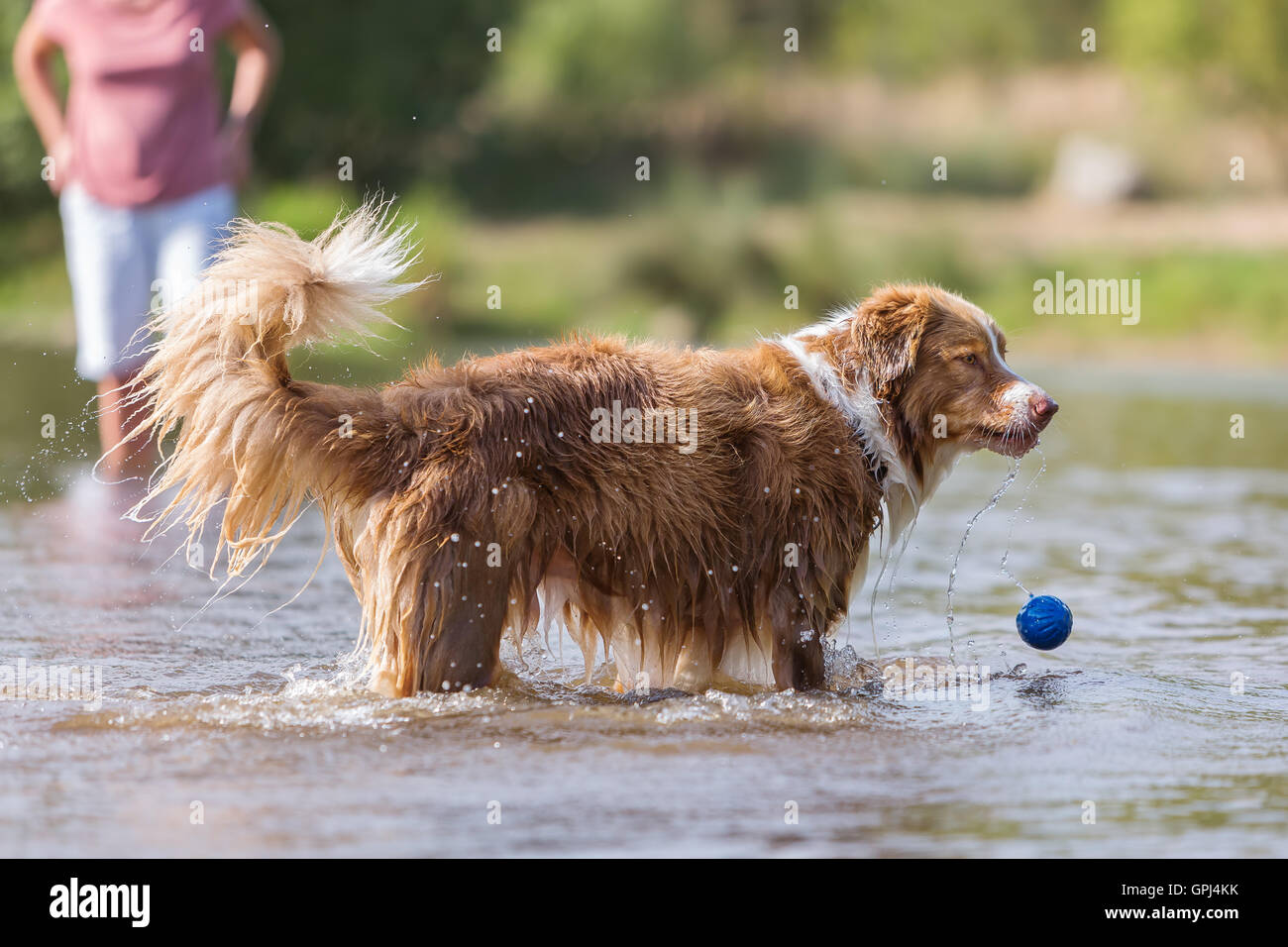 Australian Shepherd dog plays with a ball in the water Stock Photo