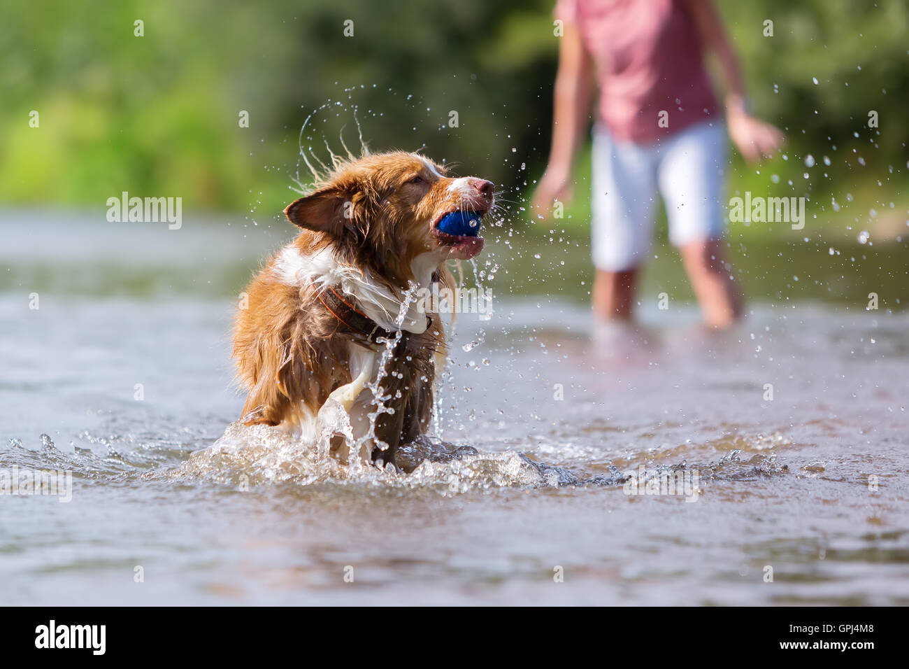 Australian Shepherd dog plays with a ball in the water Stock Photo