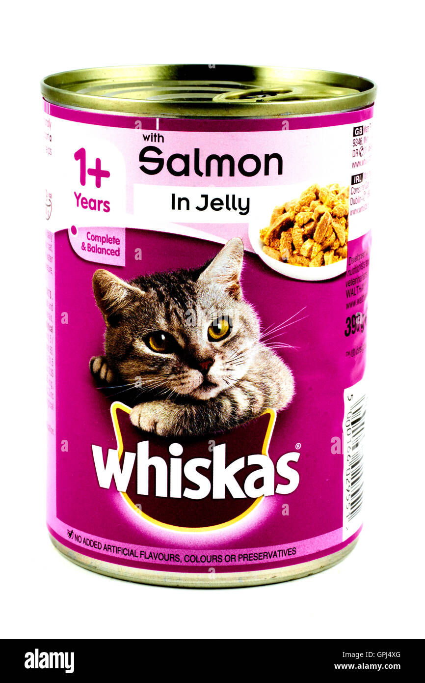 cat food jelly
