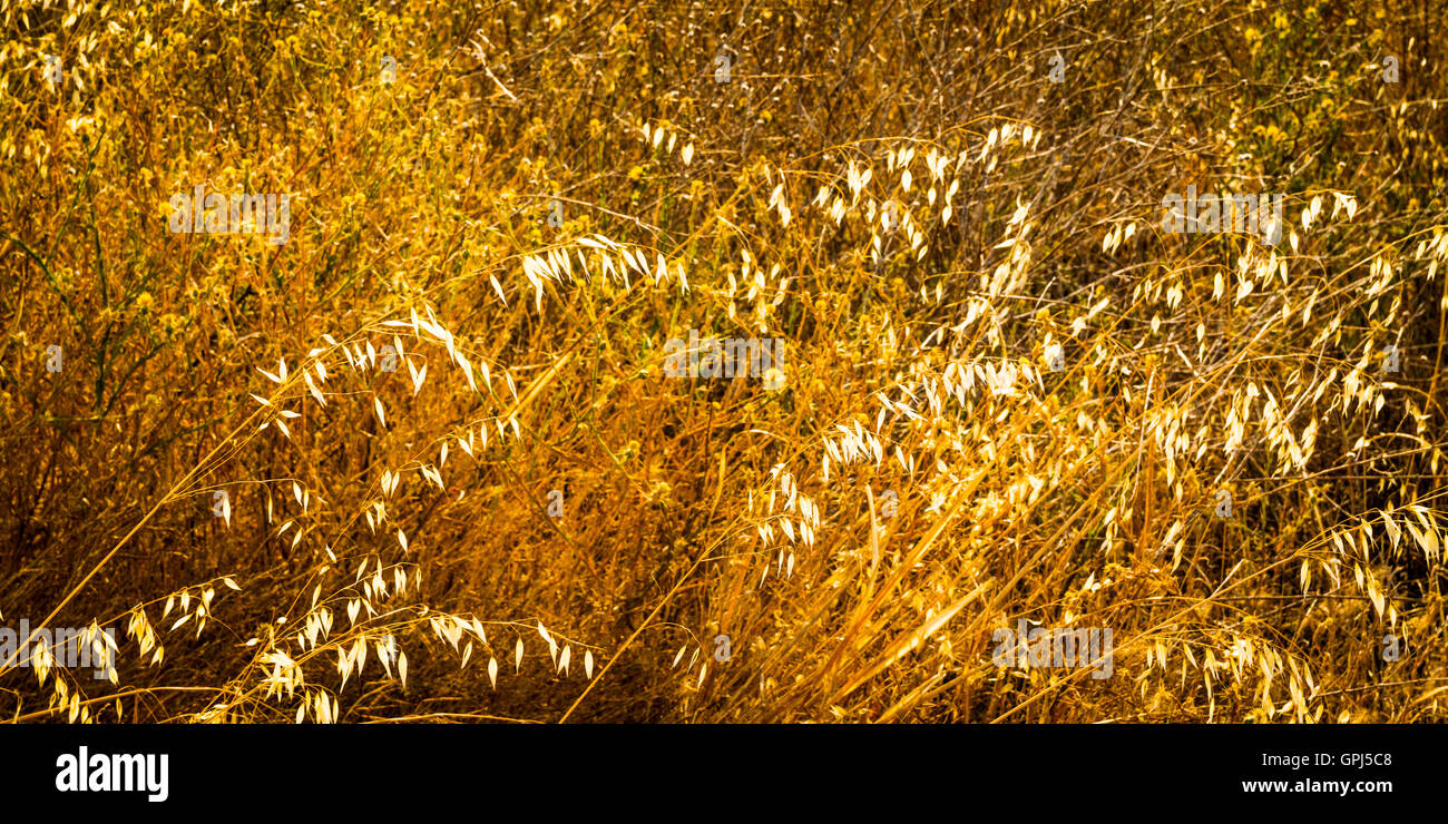 Dry grasses in the Sacramento Valley of California Stock Photo Alamy