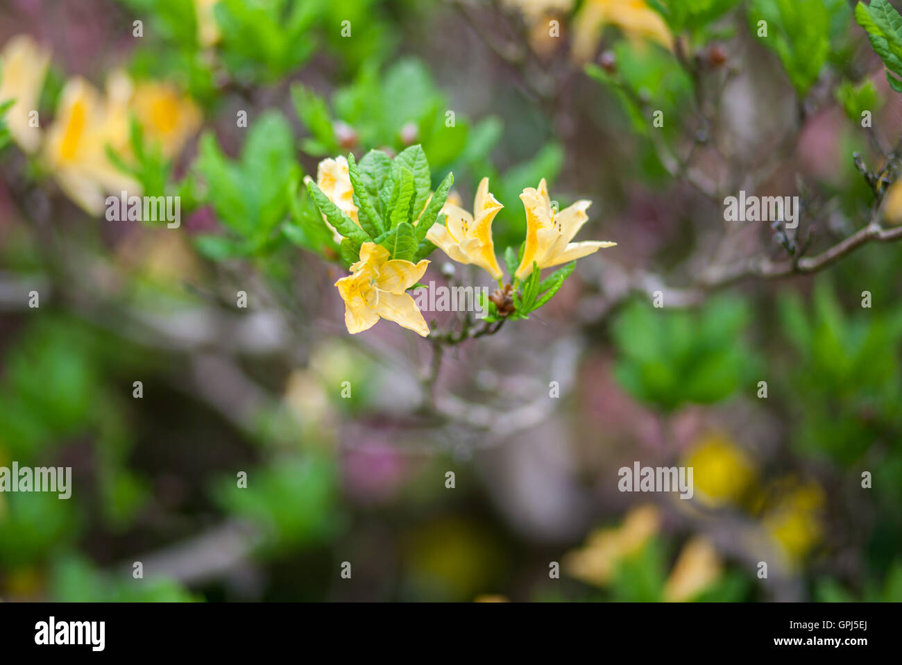 Yellow azalea bush in flower in garden in spring, UK Stock Photo