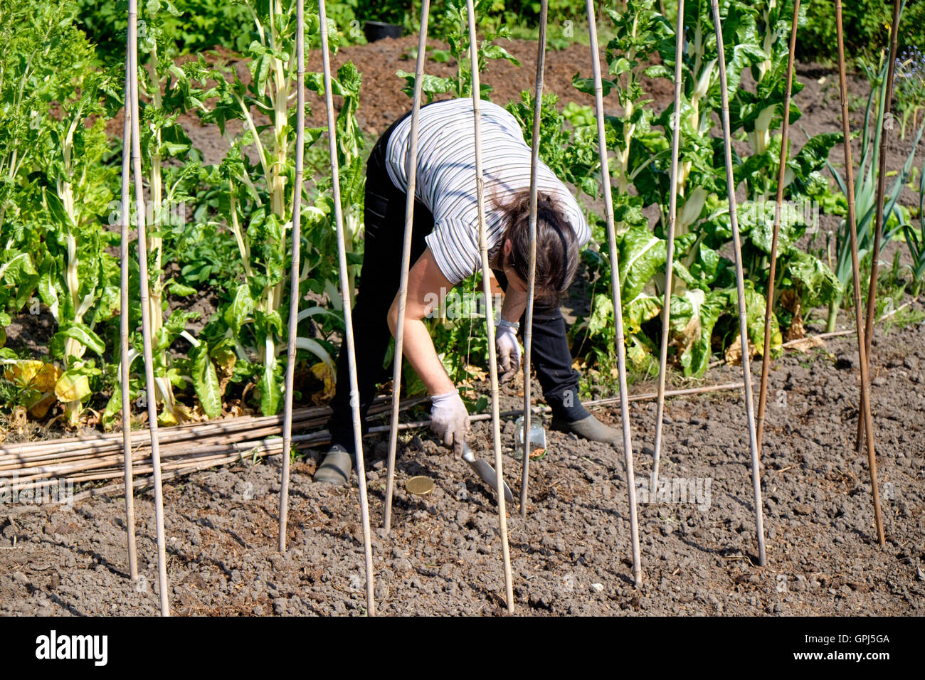Climbing beans hires stock photography and images Alamy