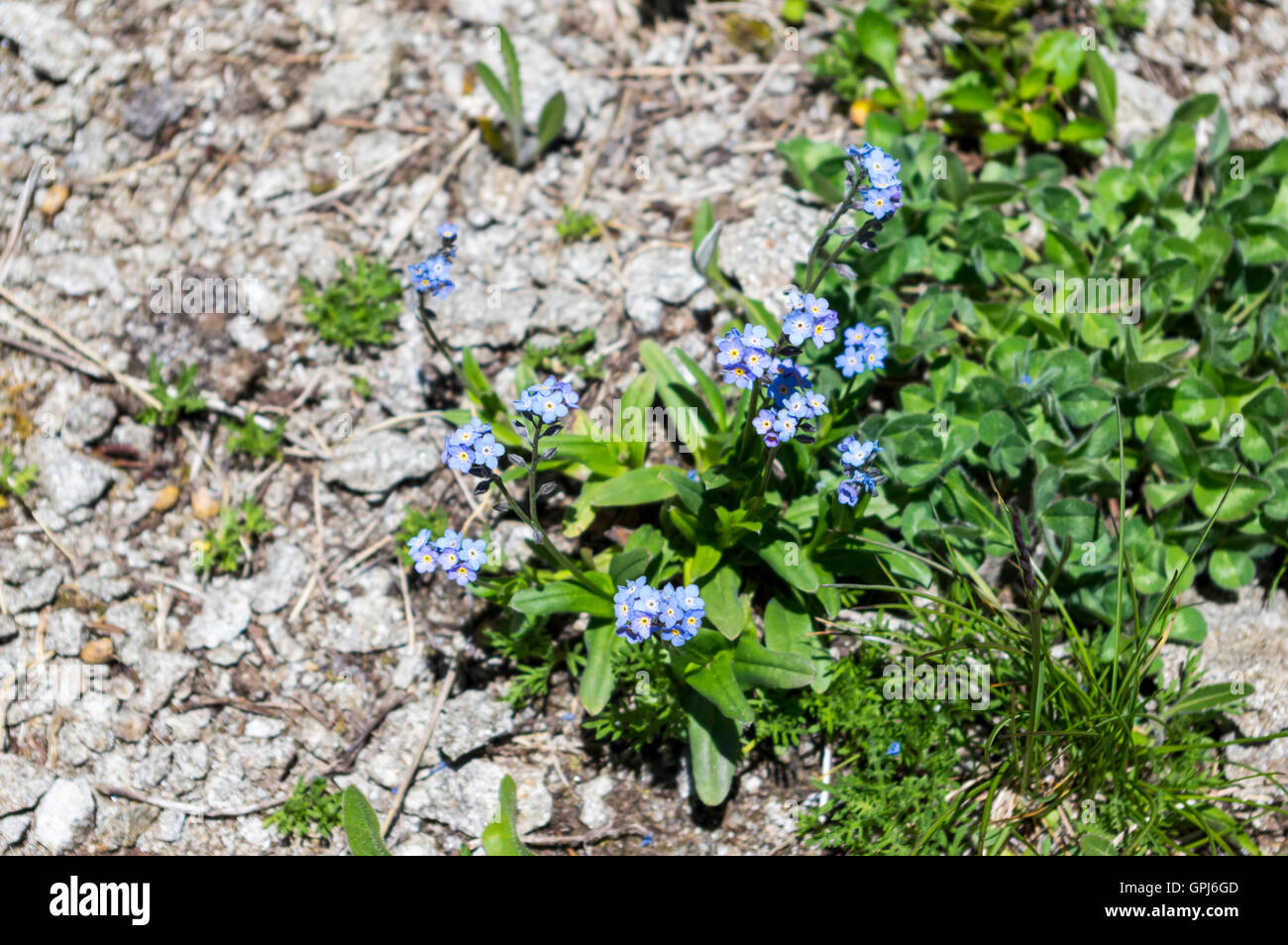 Forget-me-not (Myosotis) flowers in Switzerland, growing at an altitude of 2000m in the Alps. Stock Photo