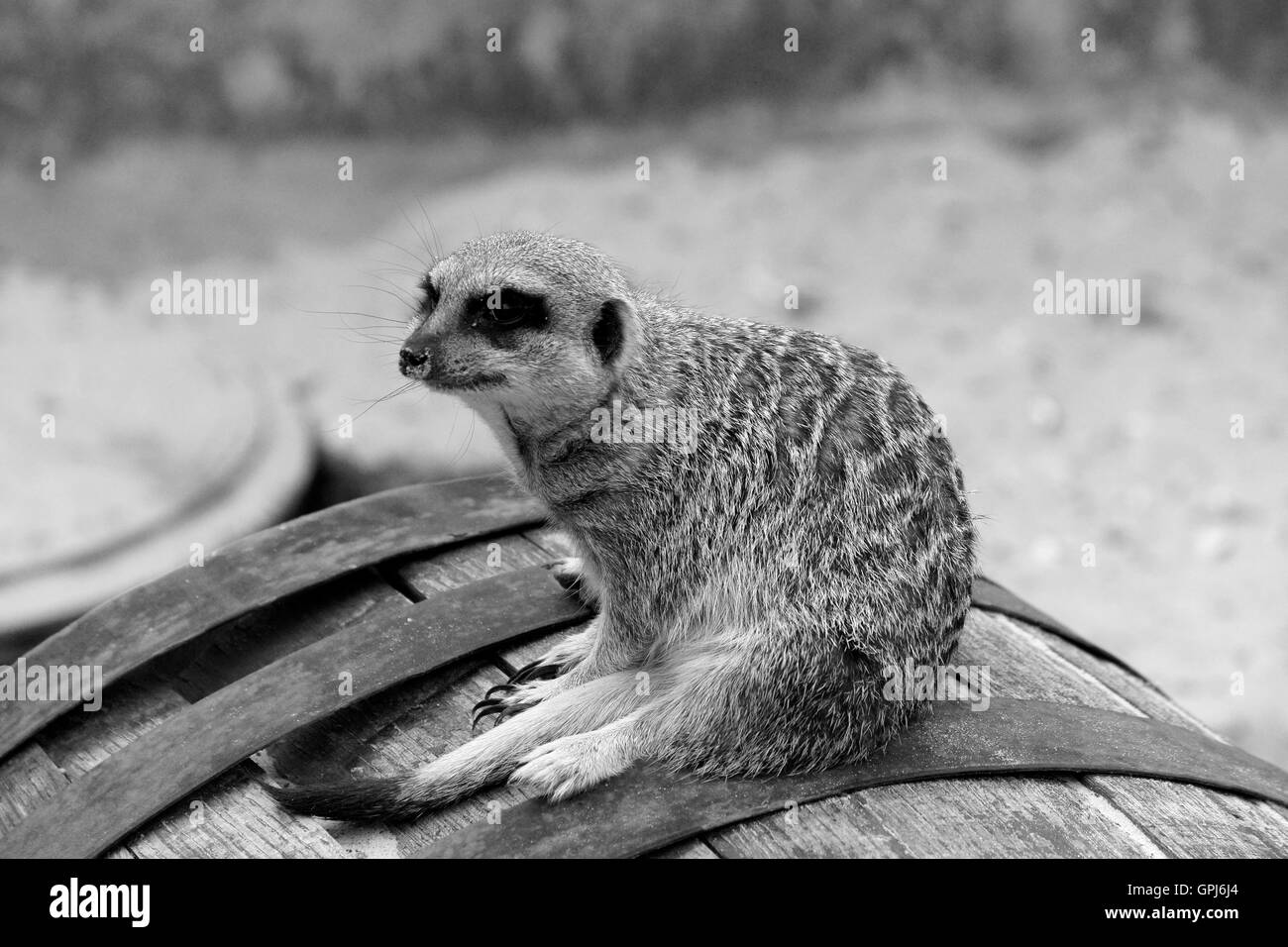 MEERKAT ON BARREL LOOKOUT. IN BLACK AND WHITE. Stock Photo