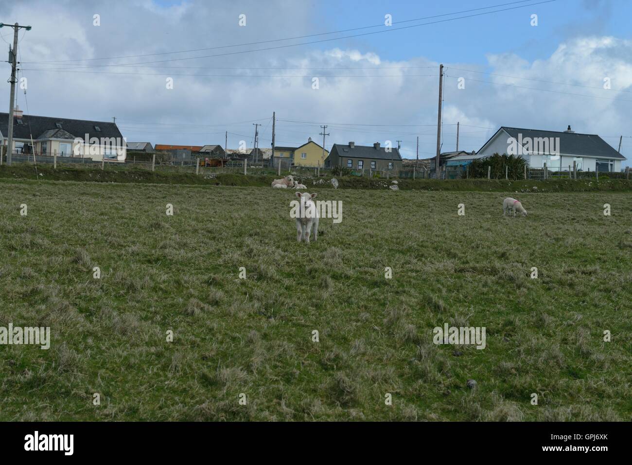 Inishbofin is an Irish island in County Galway 8 km from the Connemara ...