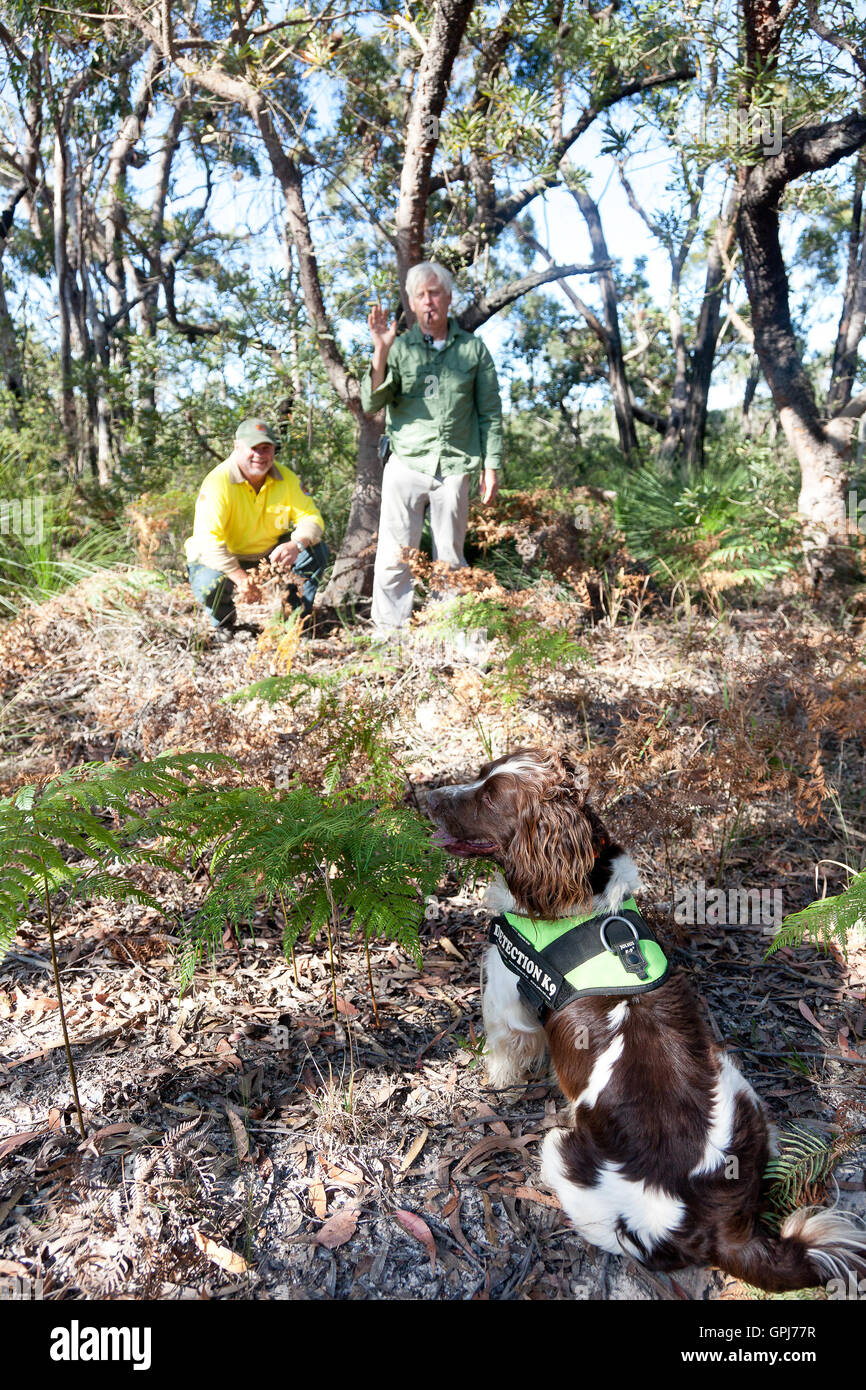 Feral animal detection dog, Bolt. Black Rock National Park, NSW, Australia Stock Photo