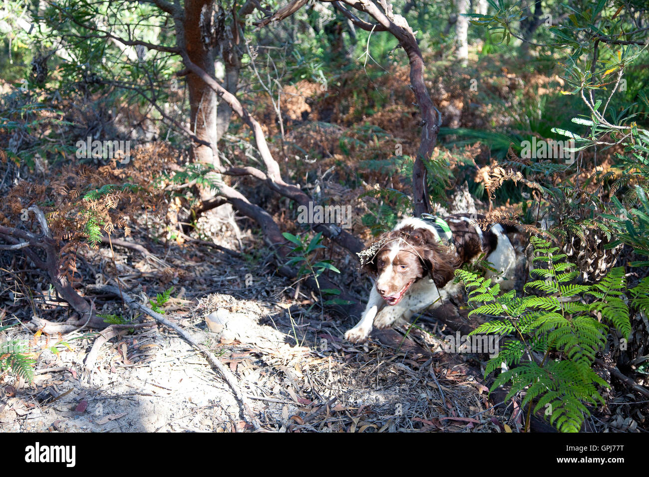 Animal Control High Resolution Stock Photography and Images Alamy