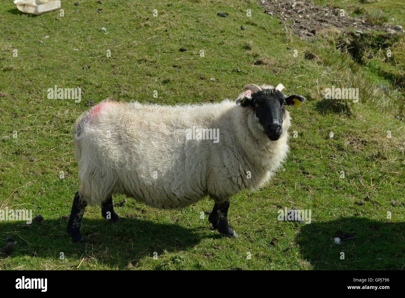 Irish Sheep grazing on the Island of Inishboffin, Like most ruminants, sheep are members of the