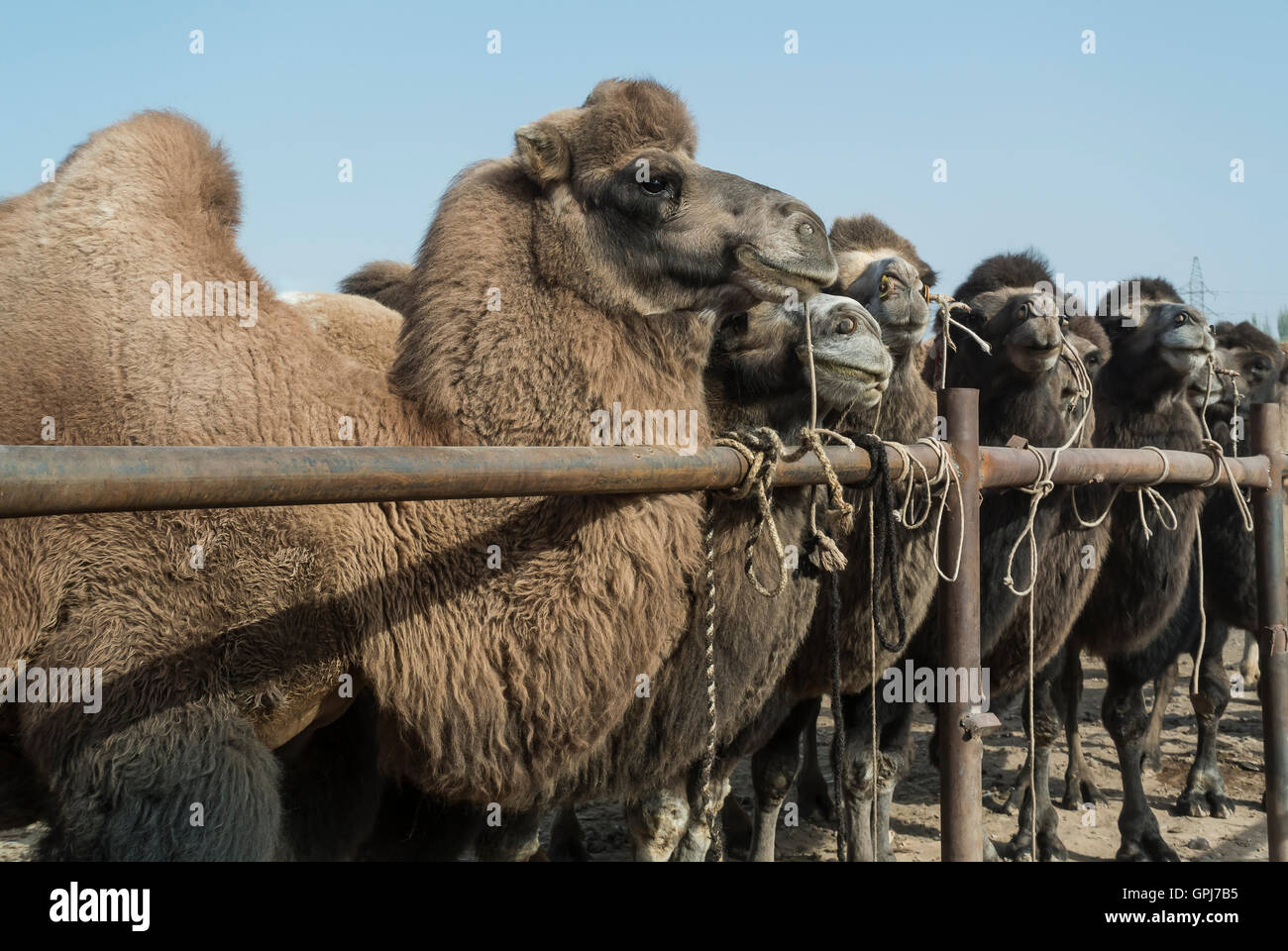 Camels for Sale or Trade at Livestock Market, Kashgar, China Stock