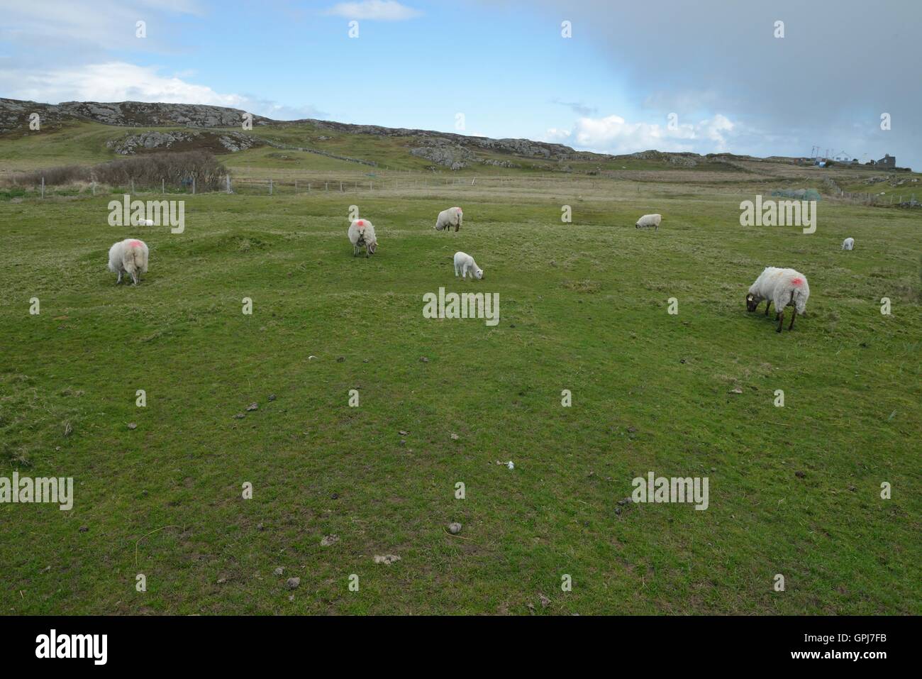 Inishbofin is an Irish island in County Galway 8 km from the Connemara ...