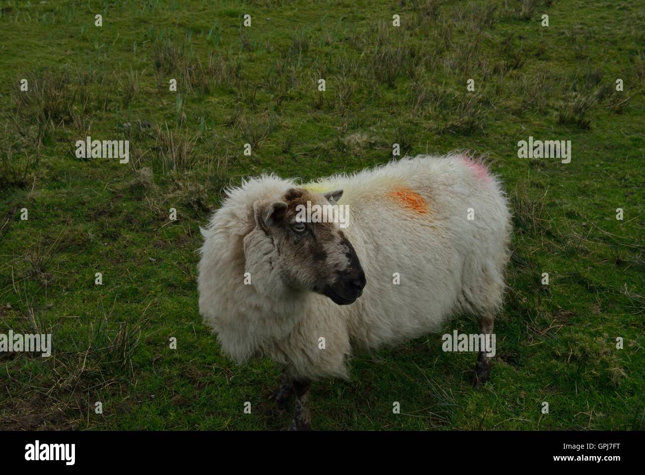 Irish Sheep grazing on the Island of Inishboffin, Like most ruminants, sheep are members of the