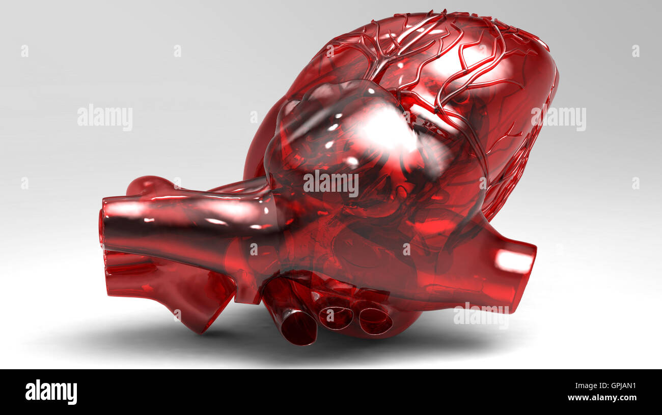 Model of artificial human heart Stock Photo Alamy