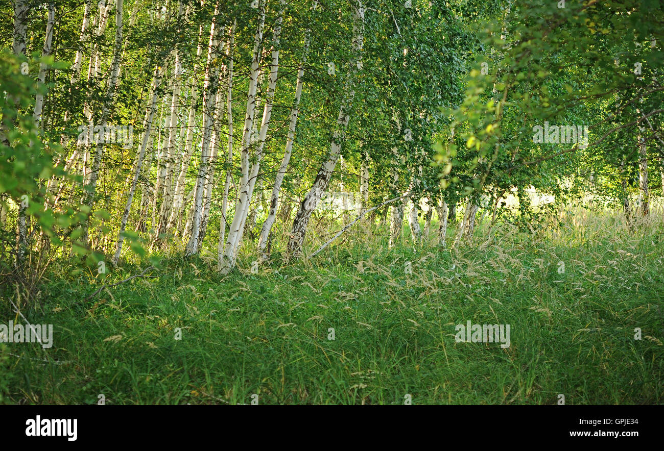 Birch forest on a bright sunny day Stock Photo - Alamy
