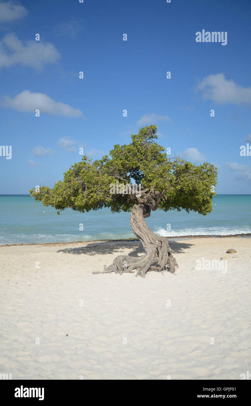 Wind blown coastal tree hi-res stock photography and images - Alamy