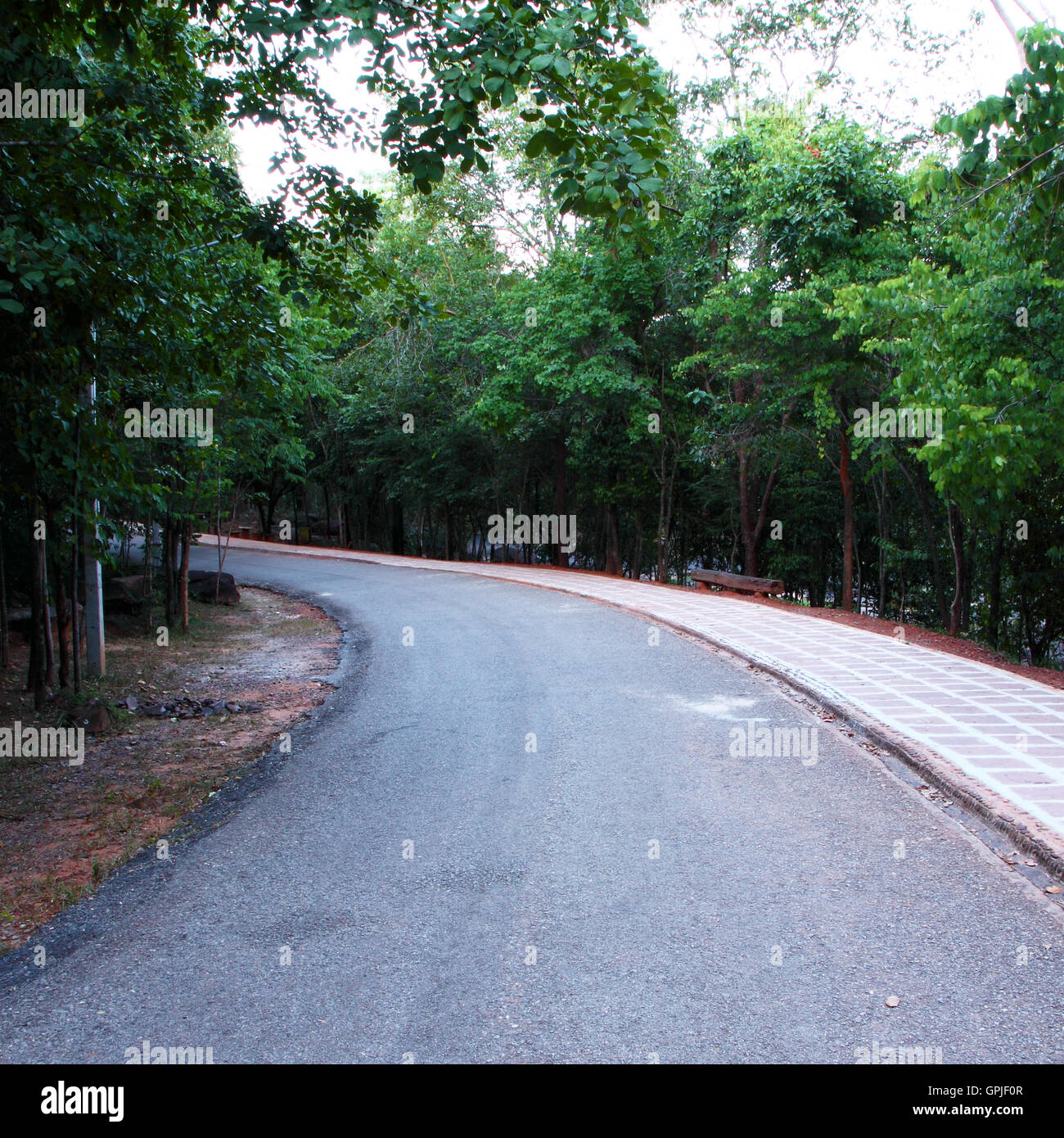 curved road with trees on both sides Stock Photo - Alamy