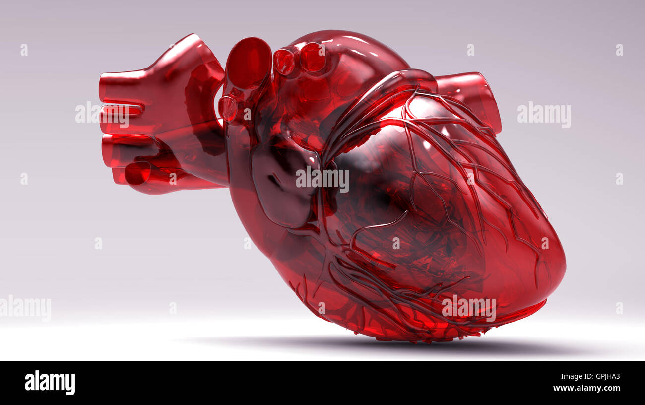 Model of artificial human heart Stock Photo Alamy