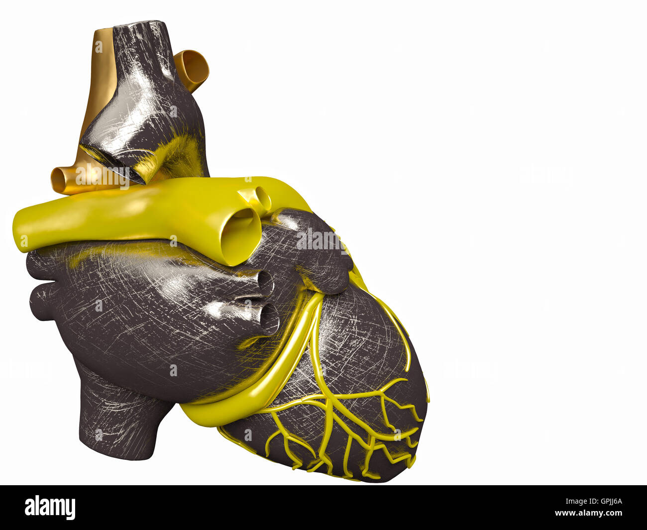 Model of artificial human heart Stock Photo Alamy