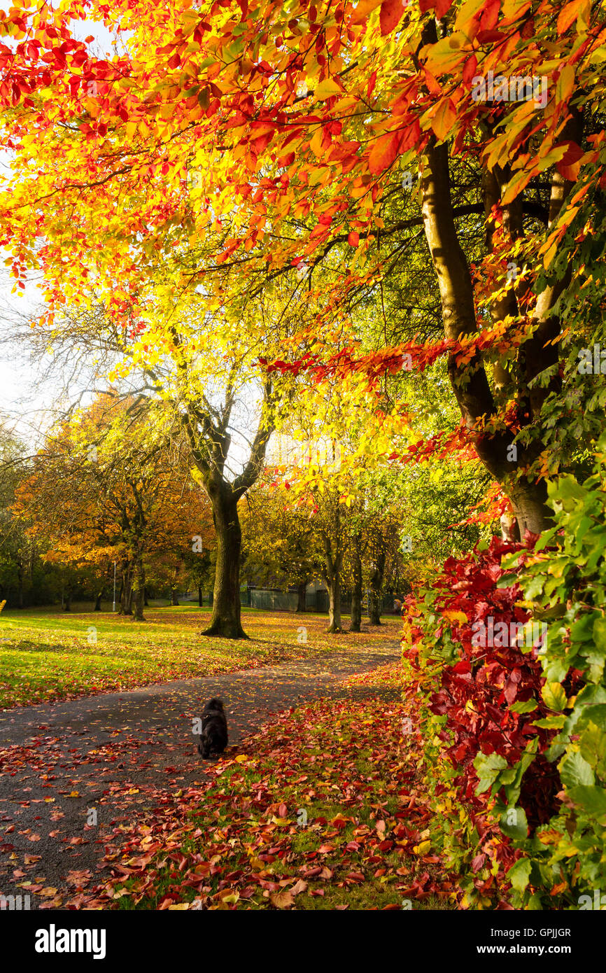 Beautiful Autumn in the park with orange and yellow trees Stock Photo ...