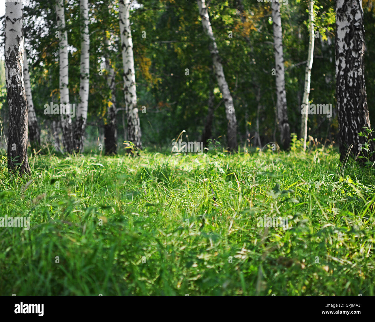 summer green birch forest Stock Photo - Alamy