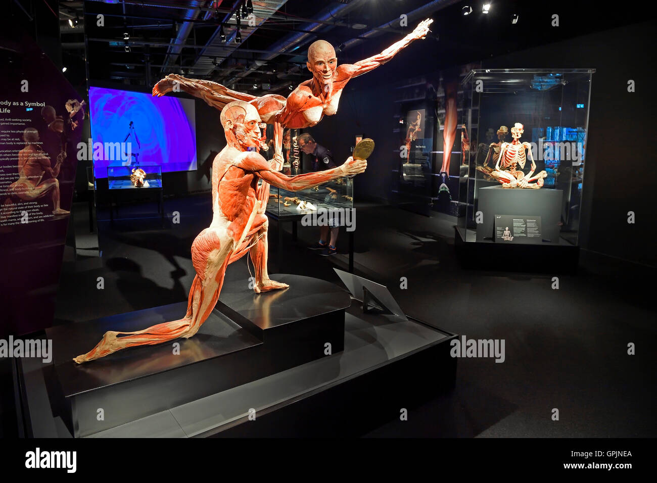 Showroom with human body plastinates, Body Worlds, Menschen Museum, Berlin, Germany Stock Photo