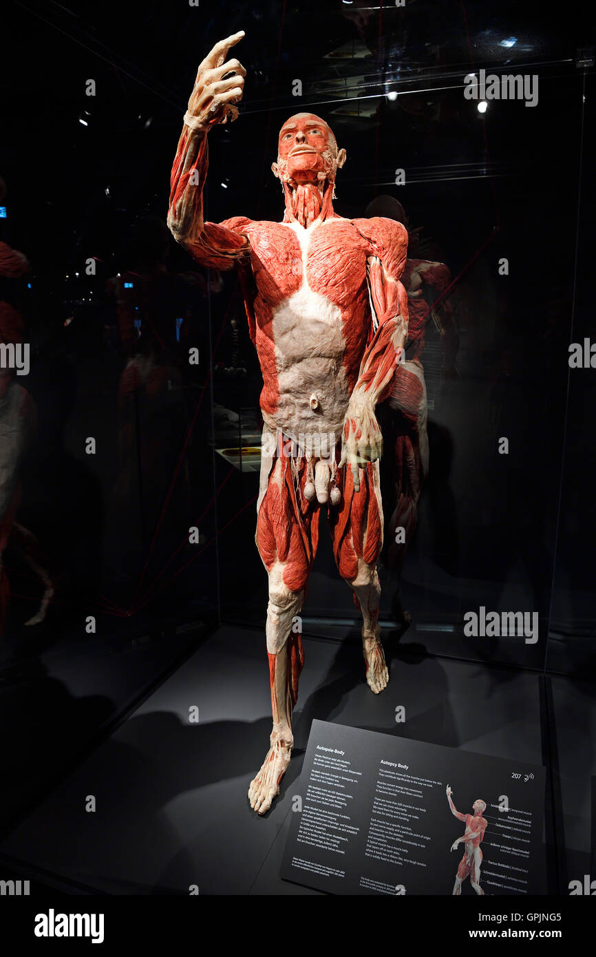 Body worlds exhibit hi-res stock photography and images - Alamy