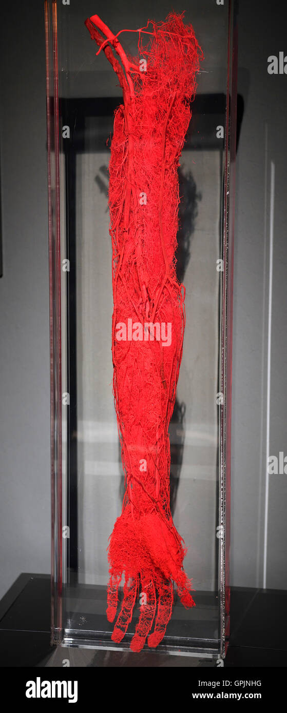 Plastinate, blood vessels, human arm and hand, Body Worlds, Menschen Museum, Berlin, Germany Stock Photo