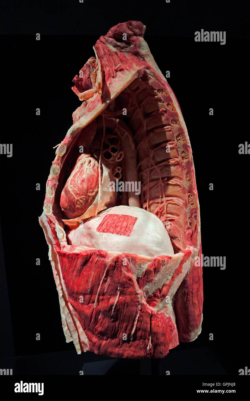 Plastinate, human abdomen, diaphragm, Body Worlds, Menschen Museum, Berlin, Germany Stock Photo