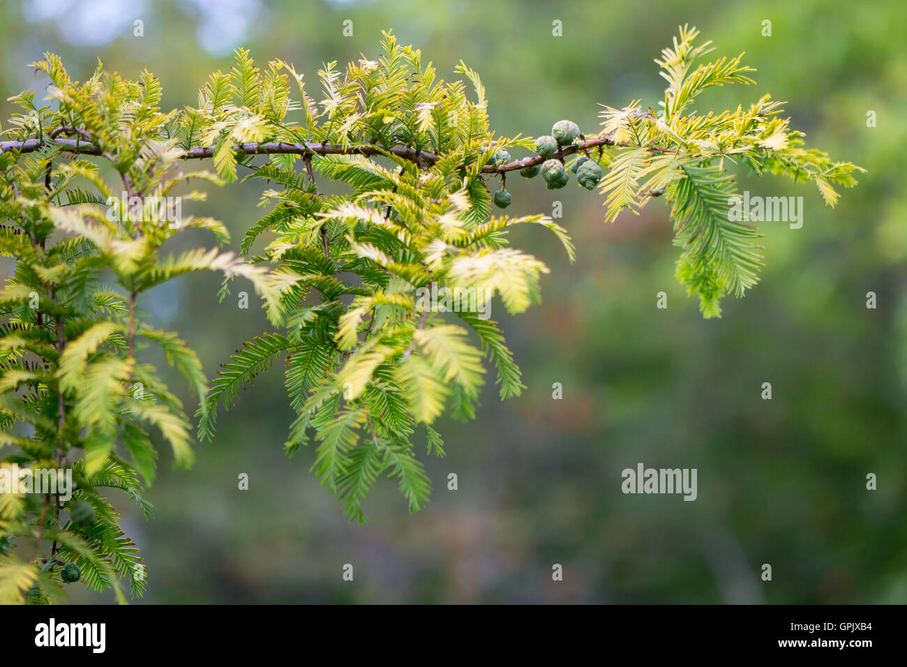 Redwood Seeds Hi Res Stock Photography And Images Alamy