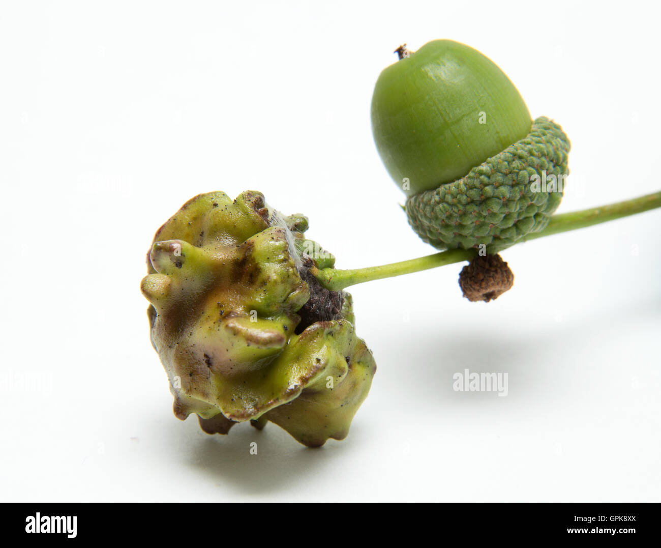 Sidmouth, Devon, 4th Sep 16 As autumn commences, oak trees become the host for over 30 species of oak gall wasp. The larval stage of these insects induces the plant to produce abnormal growths, known as galls, that enclose the developing larvae.  Photo South West Photos/Alamy Live News Stock Photo