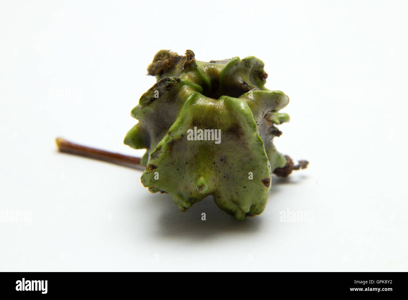 Sidmouth, Devon, 4th Sep 16 As autumn commences, oak trees become the host for over 30 species of oak gall wasp. The larval stage of these insects induces the plant to produce abnormal growths, known as galls, that enclose the developing larvae.  Photo South West Photos/Alamy Live News Stock Photo