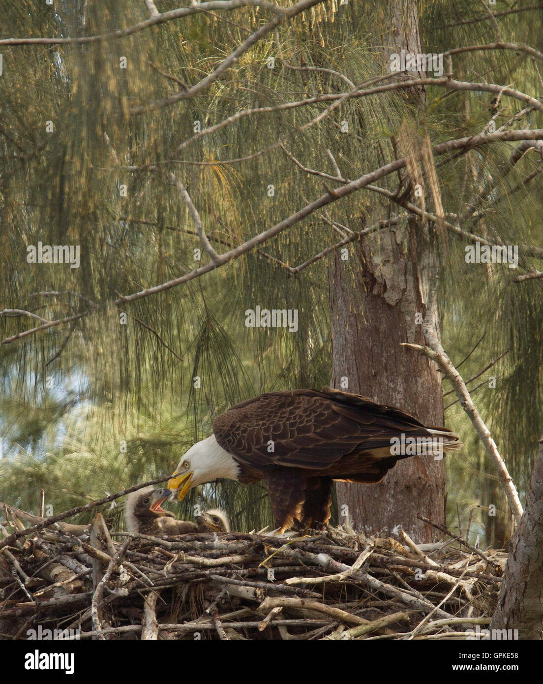 Pembroke Pines, Florida, USA. 8th Sep, 2016. A mature bald eagle feeds the young chicks in their nest. The bald eagles were born in mid January. The adult bald eagles have lived in their nest since 2008. © J Pat Carter/ZUMA Wire/Alamy Live News Stock Photo