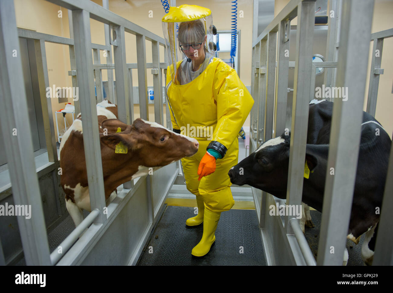 Riems, Germany. 5th Sep, 2016. Veterinarian with the Friedrich-Loeffler-Institute, Anne Balkema-Buschmann, checks on a calf in the security level L4 research shed in the island of Riems, Germany, 5 September 2016. The new high-security laboratories of the institute for animal health are ready to begin research. Photo: Stefan Sauer/dpa/Alamy Live News Stock Photo