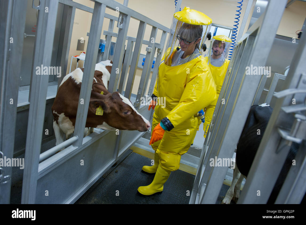 Riems, Germany. 5th Sep, 2016. Veterinarian with the Friedrich-Loeffler-Institute, Anne Balkema-Buschmann, checks on a calf in the security level L4 research shed in the island of Riems, Germany, 5 September 2016. The new high-security laboratories of the institute for animal health are ready to begin research. Photo: Stefan Sauer/dpa/Alamy Live News Stock Photo