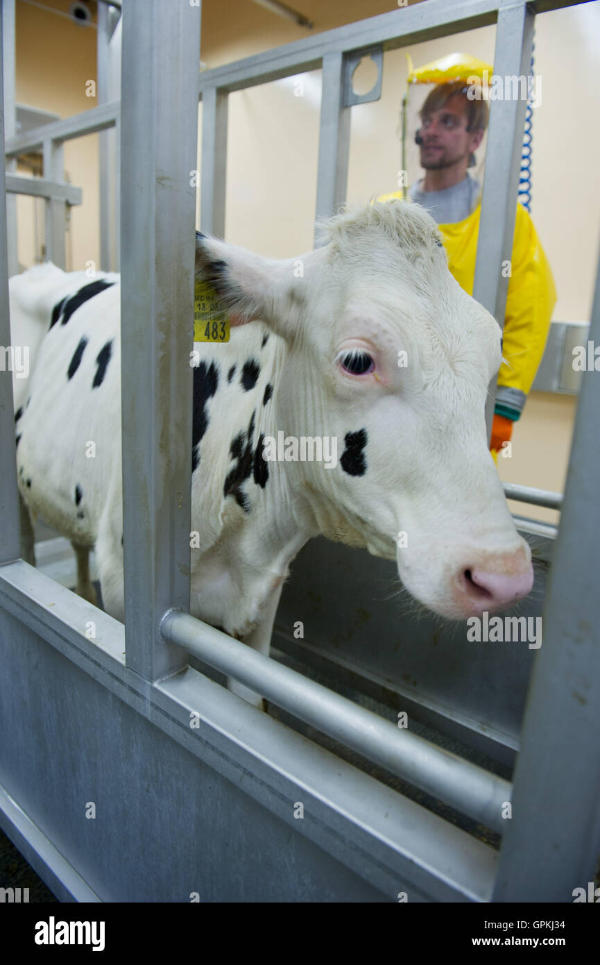 Riems, Germany. 5th Sep, 2016. Animal keeper with the Friedrich-Loeffler-Institute, Matthias Jahn, feeding a calf in the security level L4 research shed in the island of Riems, Germany, 5 September 2016. The new high-security laboratories of the institute for animal health are ready to begin research. Photo: Stefan Sauer/dpa/Alamy Live News Stock Photo