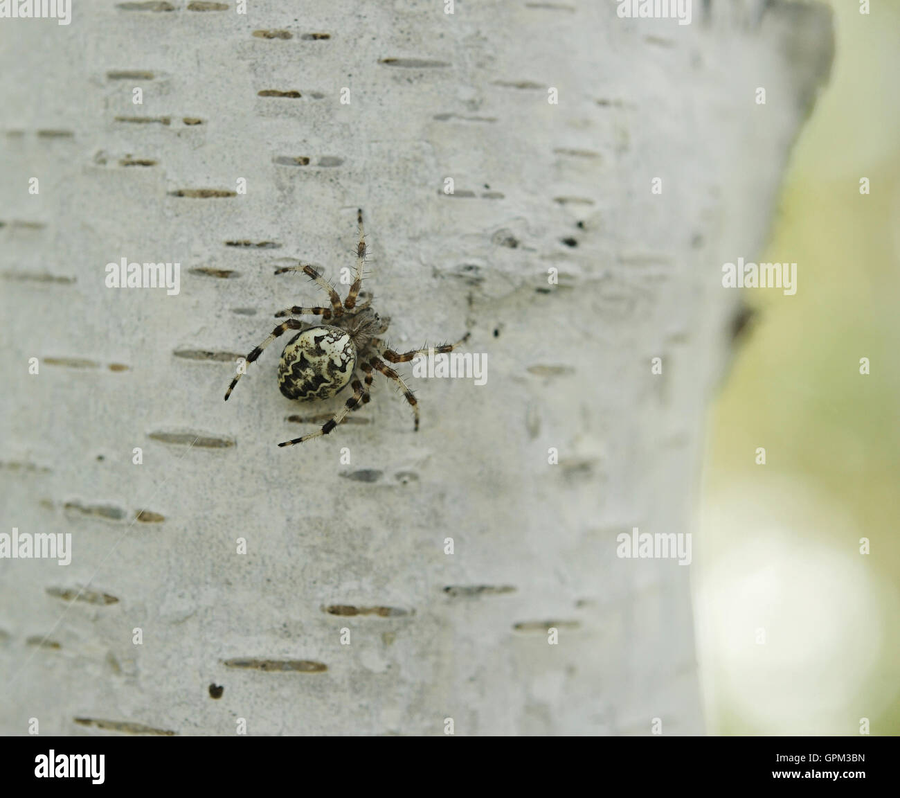 Spider Larinioides suspicas on tree bark Stock Photo