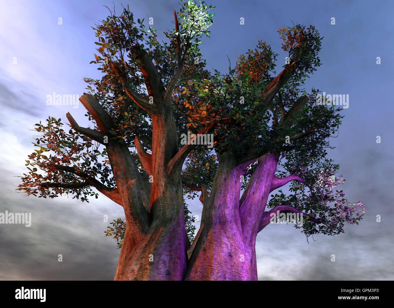 African baobab hi-res stock photography and images - Alamy