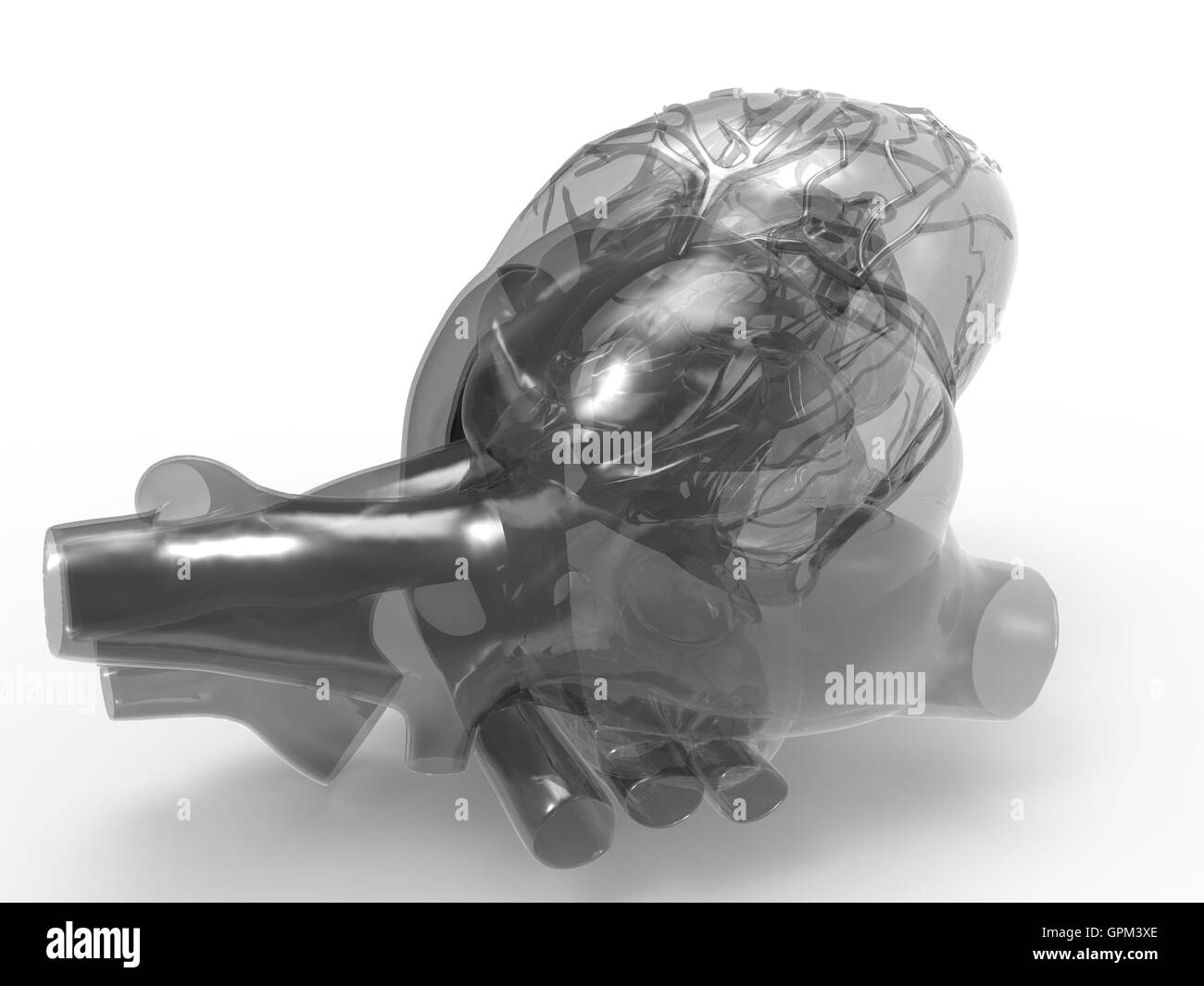 Model of artificial human heart Stock Photo Alamy