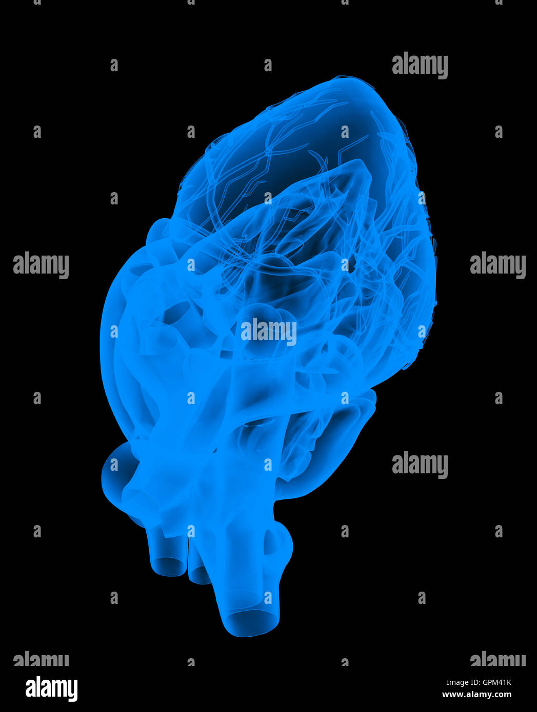 3d heart diagram hi-res stock photography and images - Alamy